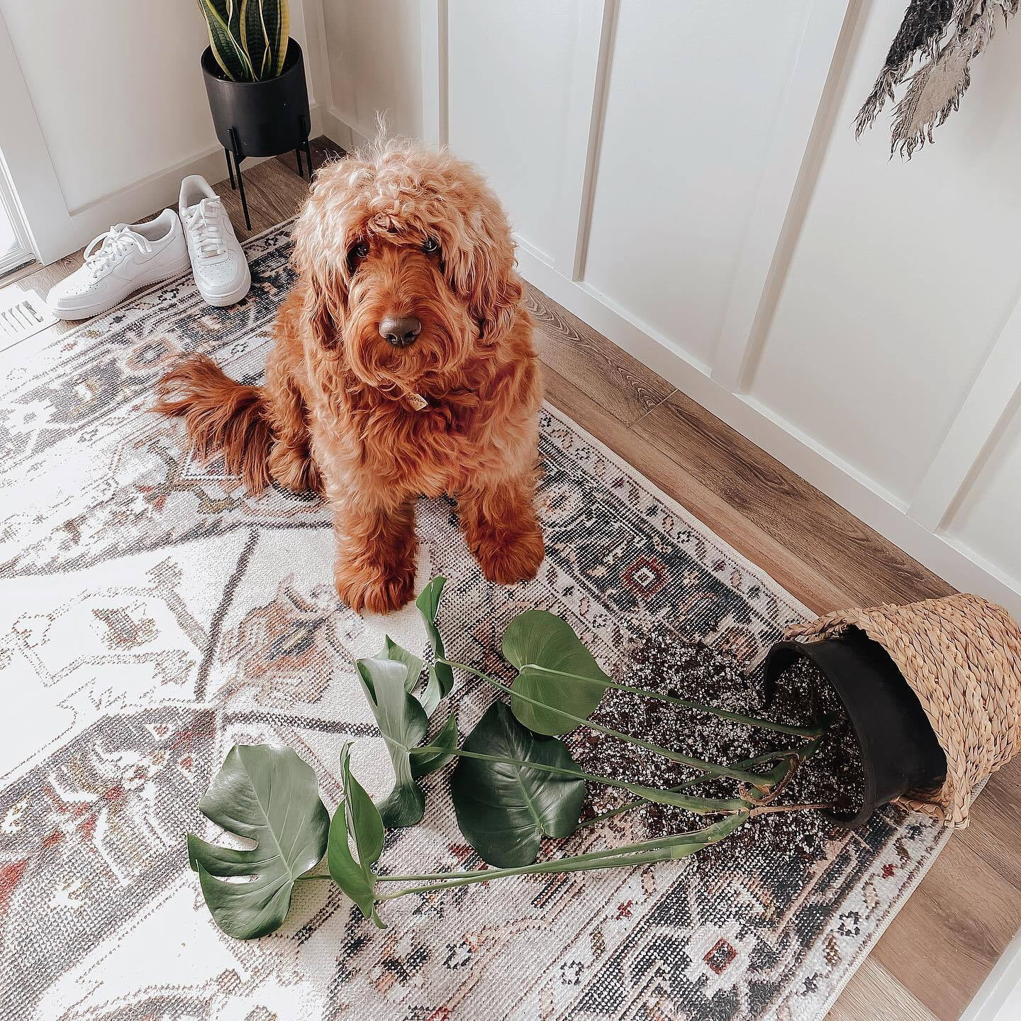 professional rug cleaning